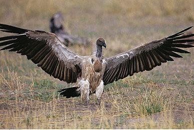 《巴比伦的陨落》宣布2023年2月28日关服 运营不满一年